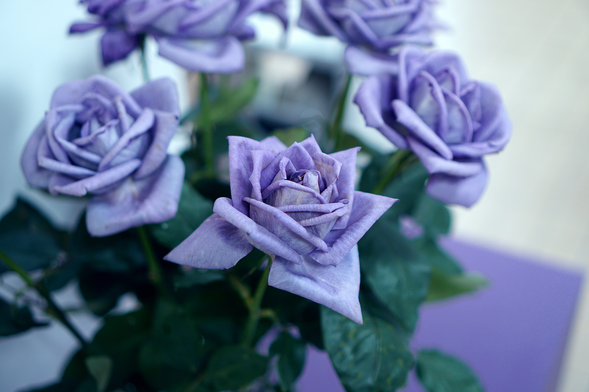 Blue_rose