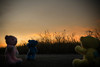 Thumbnail_dsc05233
